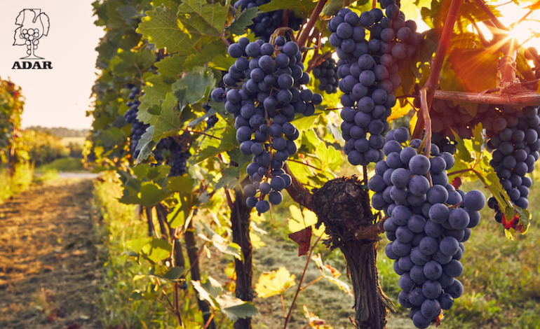 Vinurile din recolta 2025 vor fi de o calitate excepțională