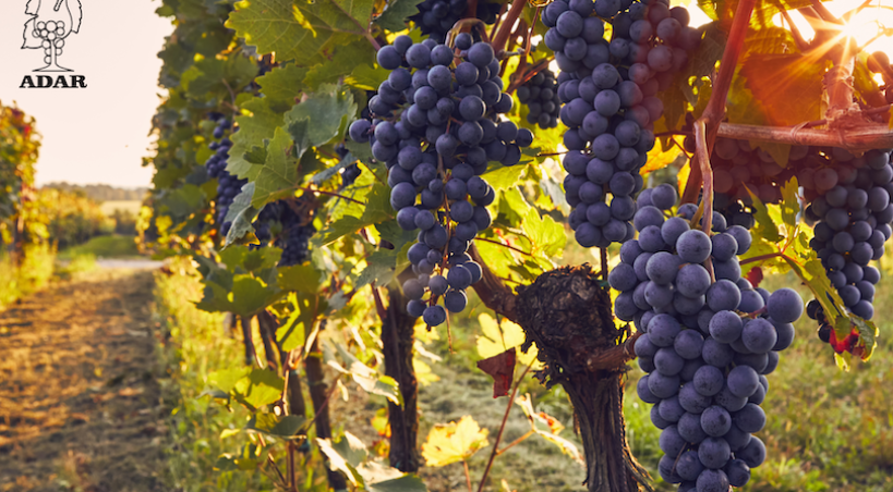 Vinurile din recolta 2025 vor fi de o calitate excepțională